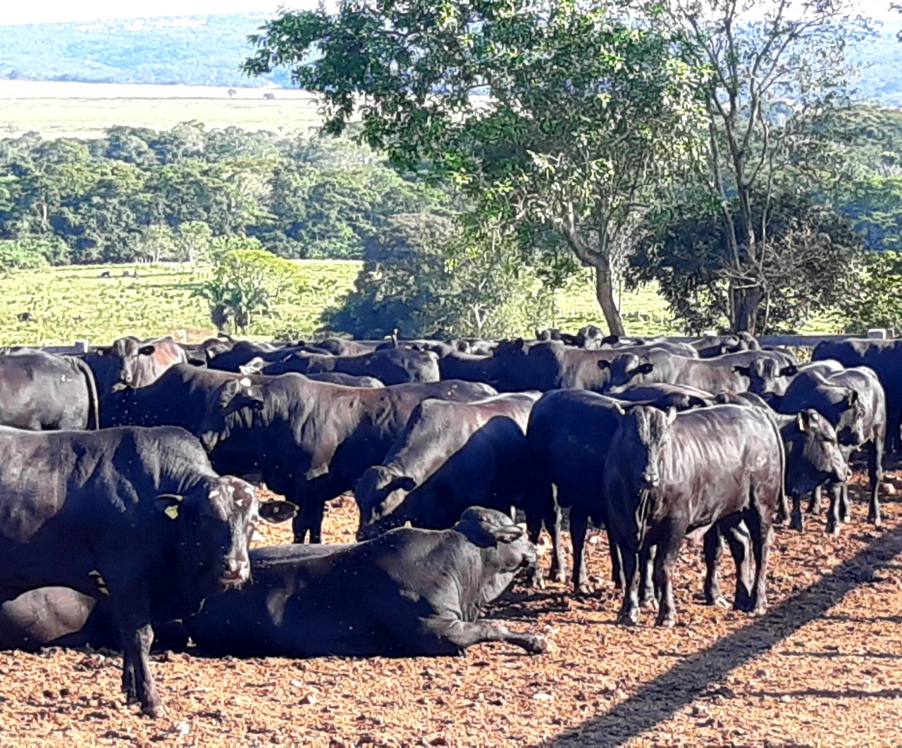 Confinamiento De Ganado Y Su UtilizaciÓn Como Herramienta EstratÉgica Dentro De Los Sistemas De